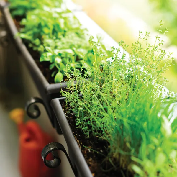 Searles Growing herbs in pots